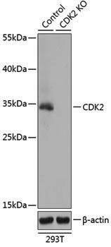 [KO Validated] Anti-CDK2 Rabbit pAb