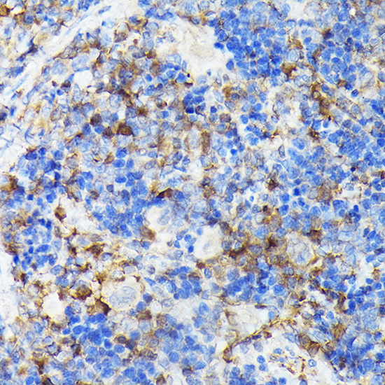 Anti-CSK Rabbit pAb