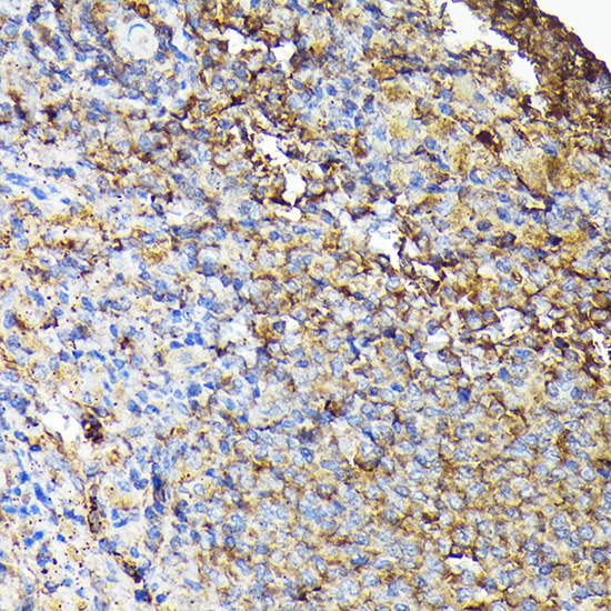 Anti-CSK Rabbit pAb
