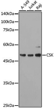Anti-CSK Rabbit pAb
