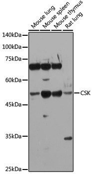 Anti-CSK Rabbit pAb