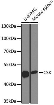 Anti-CSK Rabbit pAb
