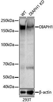 [KD Validated] Anti-DIAPH1 Rabbit pAb