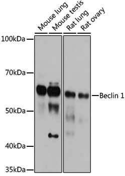 Anti-Beclin 1 Rabbit pAb