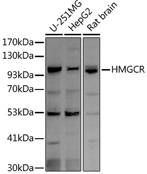 Anti-HMGCR Rabbit pAb