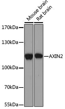 Anti-Axin 2 Rabbit pAb