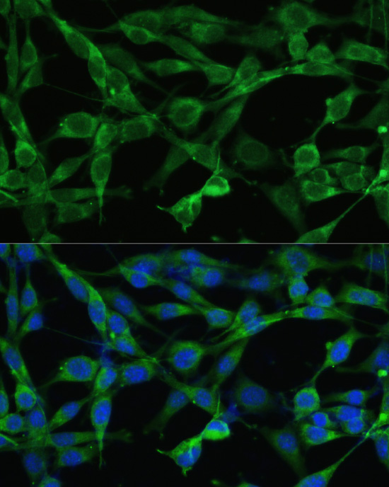 Anti-Smad3 Rabbit pAb
