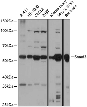 Anti-Smad3 Rabbit pAb