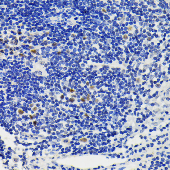 Anti-NFAT2 Rabbit pAb