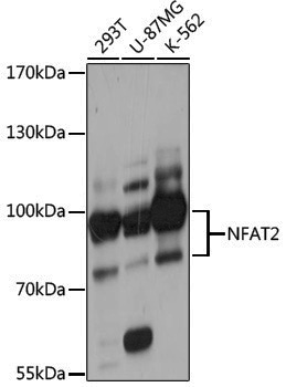 Anti-NFAT2 Rabbit pAb