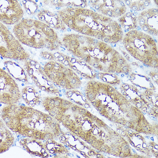 Anti-FKBP12 Rabbit pAb