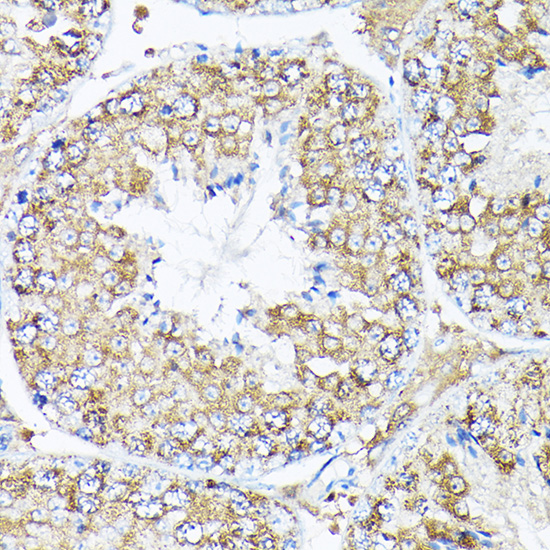 Anti-FKBP12 Rabbit pAb