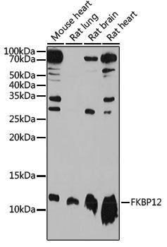 Anti-FKBP12 Rabbit pAb