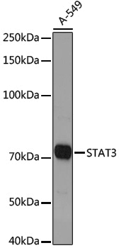 Anti-STAT3 Rabbit pAb