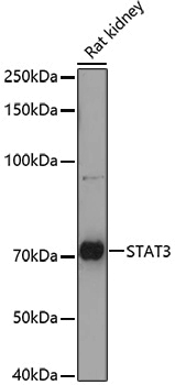 Anti-STAT3 Rabbit pAb