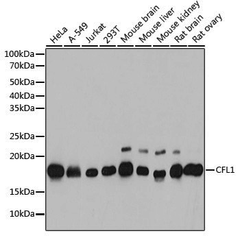 Anti-Cofilin Rabbit pAb
