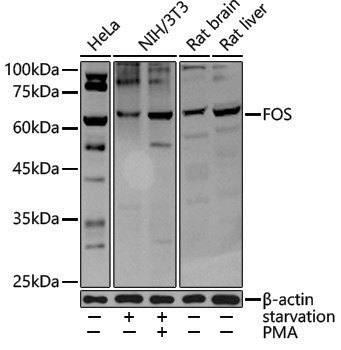Anti-c-Fos Rabbit pAb