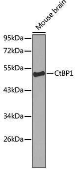 Anti-CTBP1 Rabbit pAb