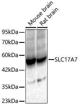 Anti-VGLUT1 Rabbit pAb