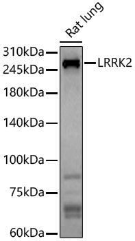 Anti-LRRK2 Rabbit pAb