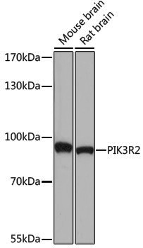Anti-PI3 Kinase p85 beta Rabbit pAb