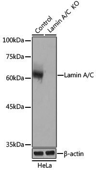 [KO Validated] Anti-Lamin A/C Rabbit pAb