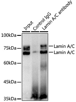 [KO Validated] Anti-Lamin A/C Rabbit pAb