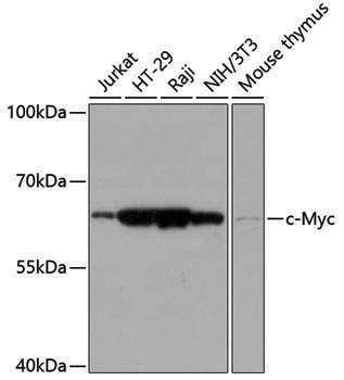 Anti-c-Myc Rabbit pAb