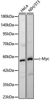 Anti-c-Myc Rabbit pAb