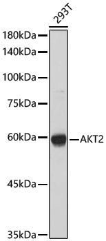 Anti-AKT2 Rabbit pAb