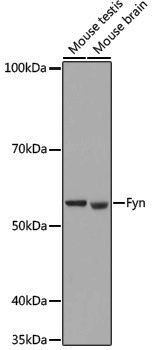 Anti-FYN Rabbit pAb