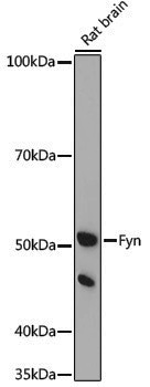 Anti-FYN Rabbit pAb