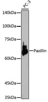 Anti-Paxillin Rabbit pAb