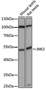 Anti-JNK3 Rabbit pAb