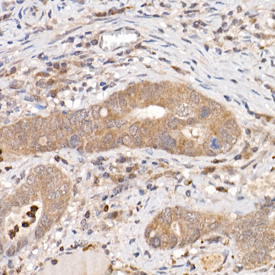 Anti-Keap1 Rabbit pAb