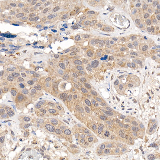 Anti-Keap1 Rabbit pAb