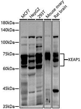 Anti-Keap1 Rabbit pAb