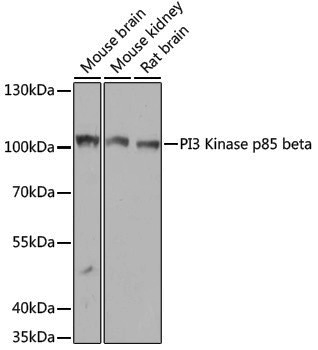 Anti-PI3 Kinase p85 beta Rabbit pAb