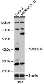 [KO Validated] Anti-MAPKAP Kinase 3 Rabbit pAb