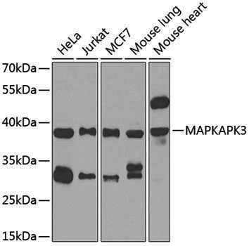 [KO Validated] Anti-MAPKAP Kinase 3 Rabbit pAb