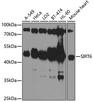 Anti-SIRT6 Rabbit pAb