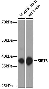 Anti-SIRT6 Rabbit pAb