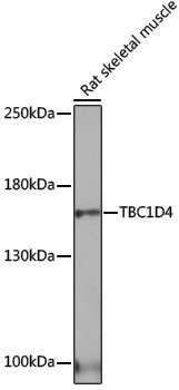 Anti-AS160 Rabbit pAb