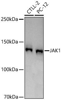 Anti-JAK1 Rabbit pAb