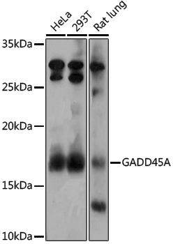 Anti-GADD45A Rabbit pAb