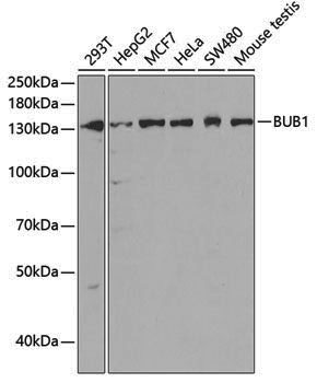 Anti-Bub1 Rabbit pAb