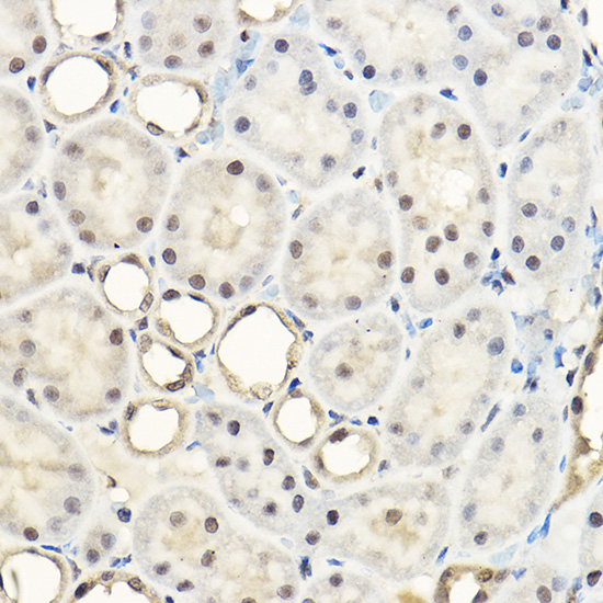 Anti-Pan-Akt Rabbit pAb