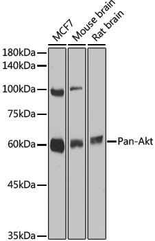 Anti-Pan-Akt Rabbit pAb