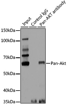 Anti-Pan-Akt Rabbit pAb