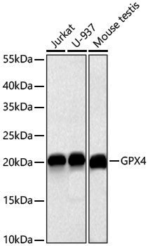 [KD Validated] Anti-Glutathione Peroxidase 4 Rabbit pAb